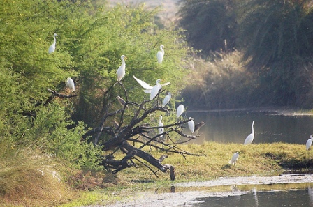 Van-Vihar-National-Park-Bhopal